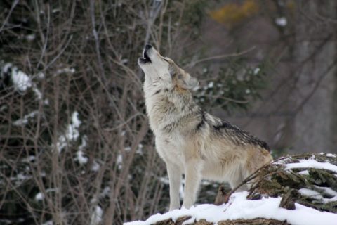 Wolf in Niedersachsen