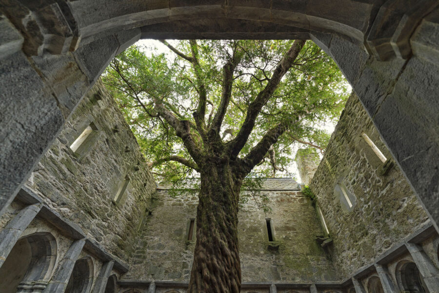 Muckross Abbey - Kreuzgang mit Eibe