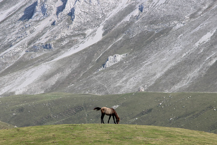 Picos de Europa - Wildpferde am Chalet Real