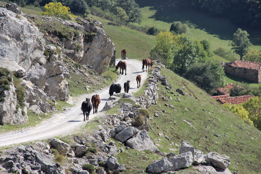 Picos de Europa - Wildpferde