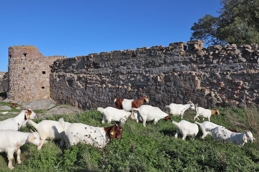 Bornholm - Hammershus, äußere Mauer mit Ziegen