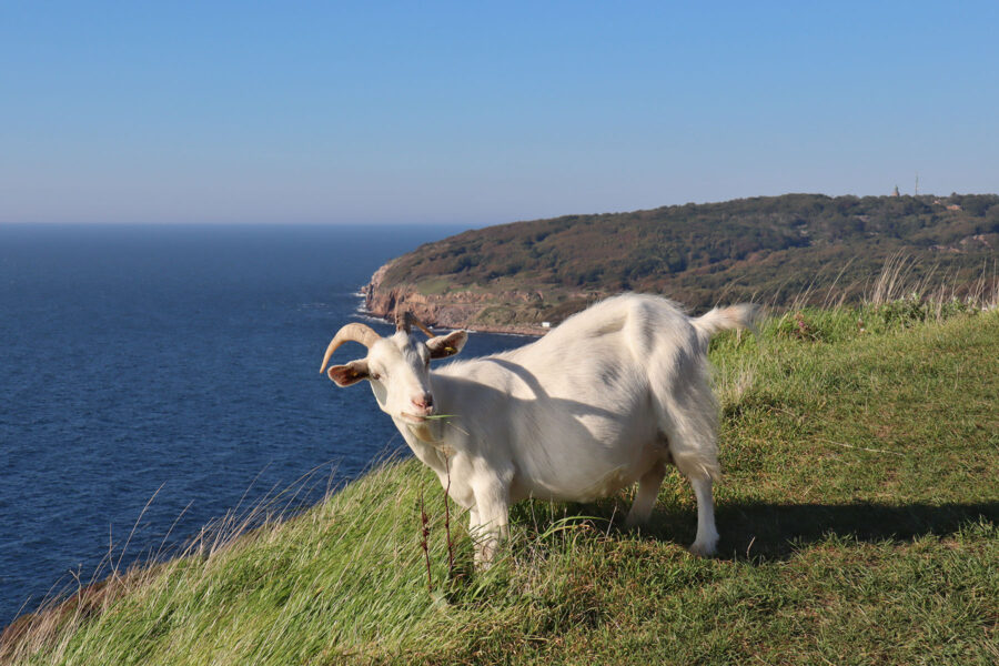 Bornholm - Ziege an der Klippe