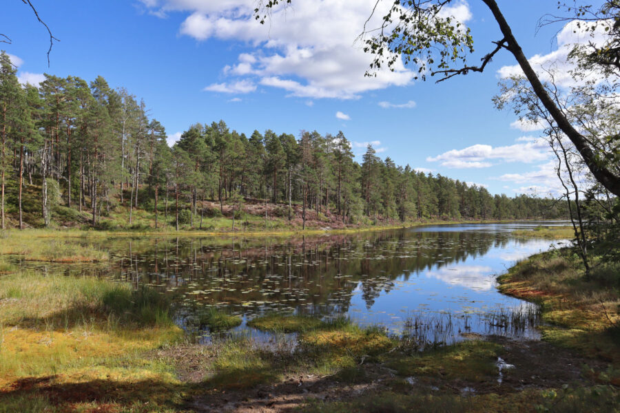 Nationalpark Tresticklan - Södra Märdetjärnen