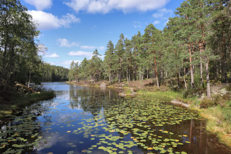 Nationalpark Tresticklan - Stora Tresticklan