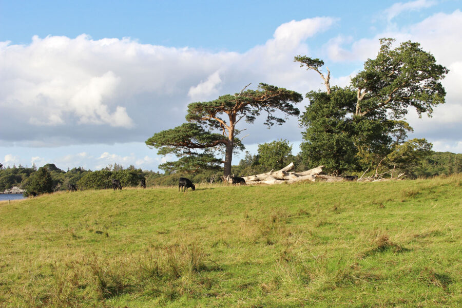 Landschaft am Muckross Lake